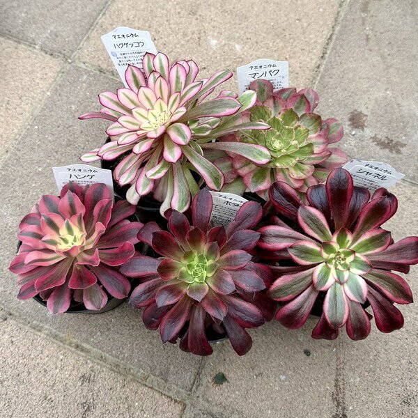 楽天市場】アエオニウム錦の通販