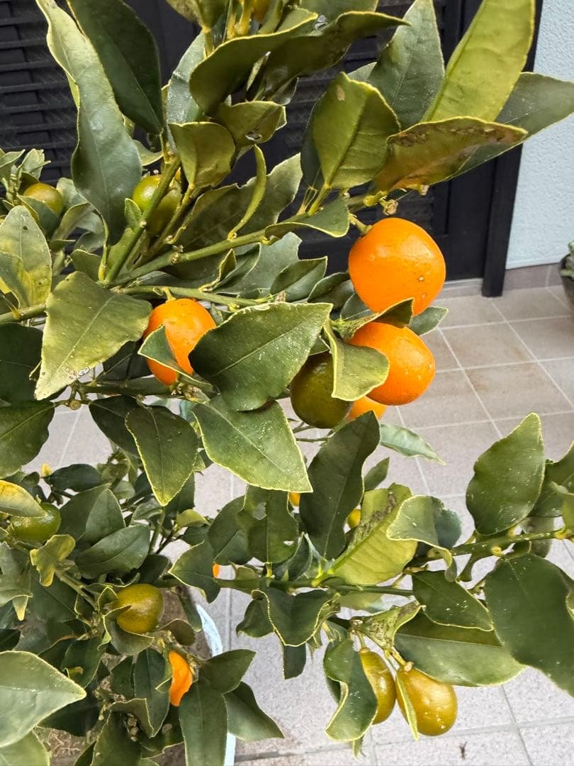 希少金柑ぷちまる 実が沢山付き 特大株 果樹 凄く甘い - メルカリ
